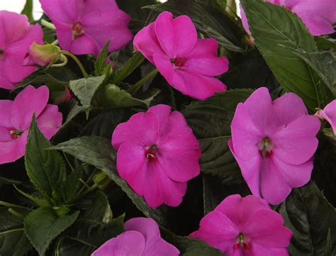 In new england trailing impatiens have been devastated by a downy mildew pathogen plasmopara obducens. SunPatiens®+Spreading+Lavender+-+Impatiens+x+hybrida ...