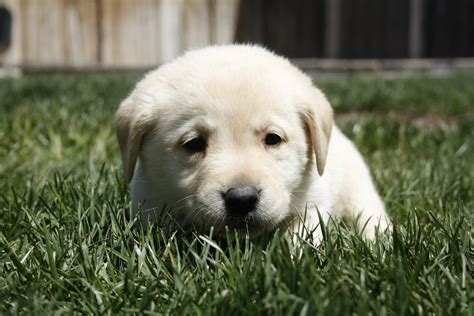 Their labrador retriever puppies for sale texas are prone to die at a young age, often have various illnesses, and end up being antisocial. Labrador Retriever Puppies For Sale | Fernley, NV #192359