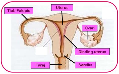 Daripada dia tetap di sini, yang ada kami akan terus berteriak dan berdebat. SAINS TINGKATAN 3: BAB 4-Organ Pembiakan