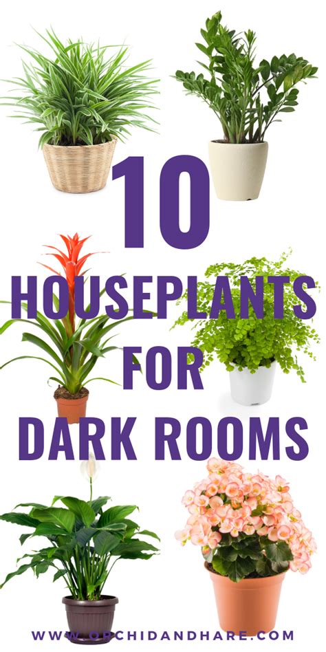 This plant grows up to a meter in height and can be mildly toxic when ingested so it's best kept out of the reach of pets. 10 Low Light House Plants (With images) | Low light house ...