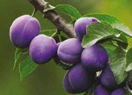 Sono considerati alberi da frutto non solo quelli che producono frutti ma quelli i cui frutti sono utilizzati dall'uomo per l'alimentazione oppure per scopi gli alberi da frutto oltre a fornirci dei buonissimi frutti, abbelliscono anche i nostri giardini grazie ai loro fiori colorati e scandiscono in modo perfetto il. Albero di susina bluefre 233 (con immagini) | Prugna ...