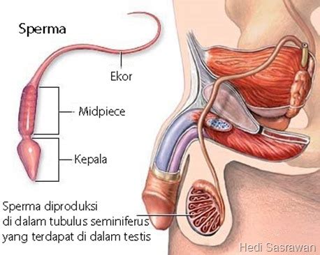 Karenanya, jumlah sperma cowok akan meningkat saat suhu sedang dingin. Proses Pembentukan Sperma (Spermatogenesis) - Artikel & Materi