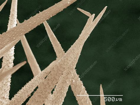 Obviously they've been able to develop specialized features but what are they? Coloured SEM of cactus spines - Stock Image - F010/3051 ...