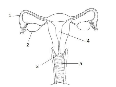 Ans 215 physiology and anatomy of. Female reproductive system diagram labeled