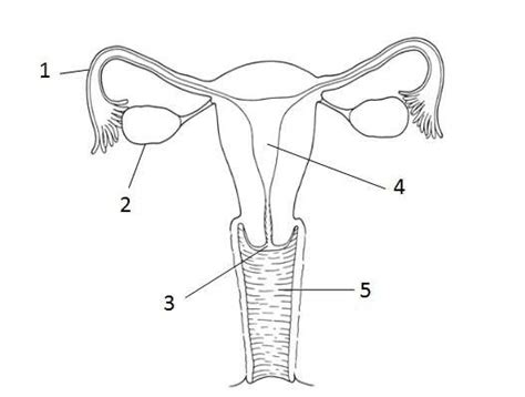 The egg shaped male gonads called testes rest in a sac called the s. Female reproductive system diagram labeled