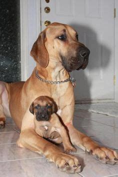 Learn more about stanly county humane society in albemarle, nc, and search the available pets they have up for adoption on petfinder. Beautiful coloring on this little baby! #Great #Dane # ...