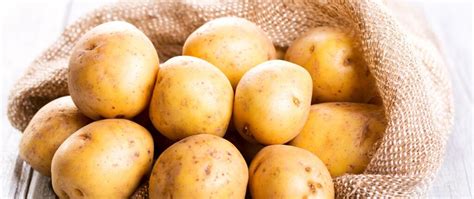 Cara menanam kentang agar menghasilkan panen yang melimpah maka dibutuhkan pemupukan rutin setiap 20 hari sekali sejak masa tanam dengan gambar cara menanam kentang. cara membuat opak kentang enak Archives - My Blog