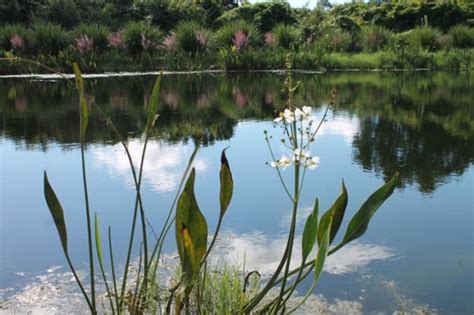 Whether someone is skinny dipping or committing any other crime on the property is irrelevant. Women Were Caught By An Old Man Skinny Dipping, His ...