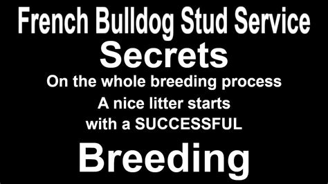 Ai services and we will work with you on the procedure. French Bulldog Stud Service - YouTube