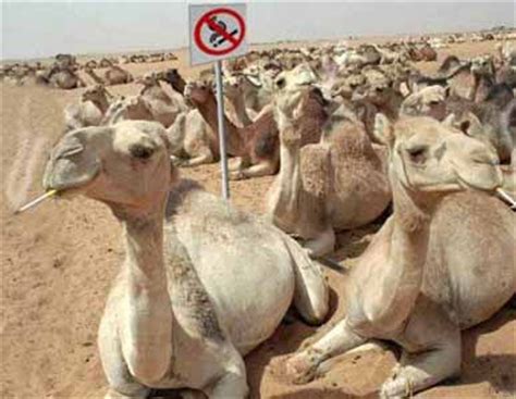 Chances are you've seen the insurance commercial starring a camel. 15 random camel pics for your hump day - Gallery | eBaum's ...