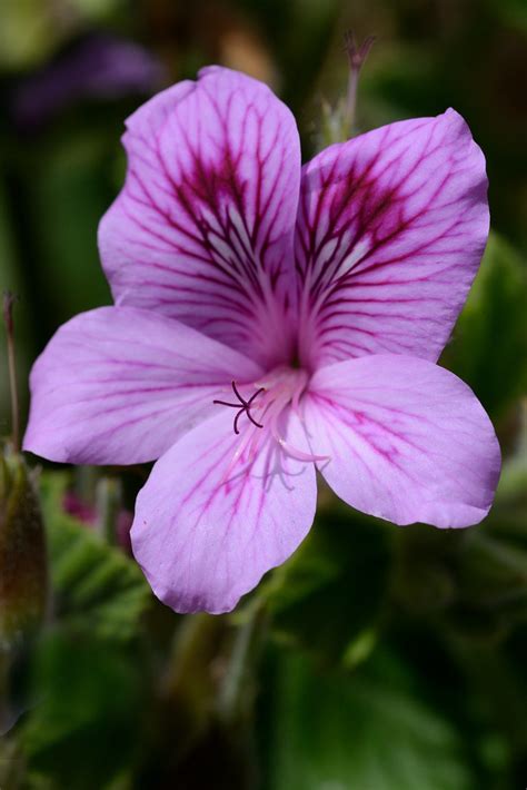 Maybe you would like to learn more about one of these? South African flowers (attn Jomike) | AVForums