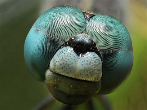 Close Up Dragonfly - High Definition, High Resolution HD Wallpapers ...