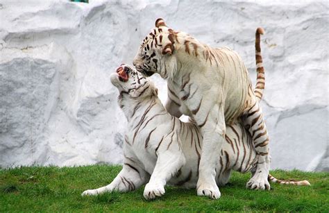 Weiß jemand ob es ein programm gibt oder ähnliches mitdem ich die bilder umwandlen kann ? Weiße Tiger Foto & Bild | tiere, wildlife, säugetiere ...