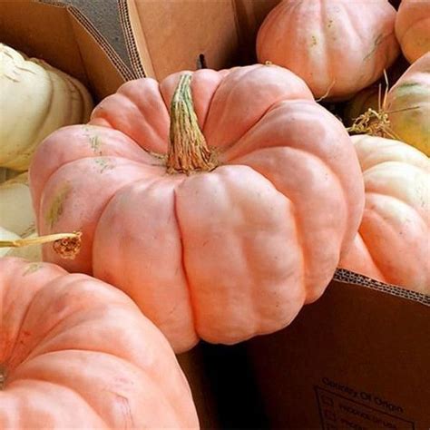 Growing plants from pumpkin seedspumpkins and squash are easy to plant and grow from seed, they are rewarding and with many varieties, you can grow some. Pink Pumpkin Seeds | Pink pumpkins, Pumpkin seeds, Growing ...