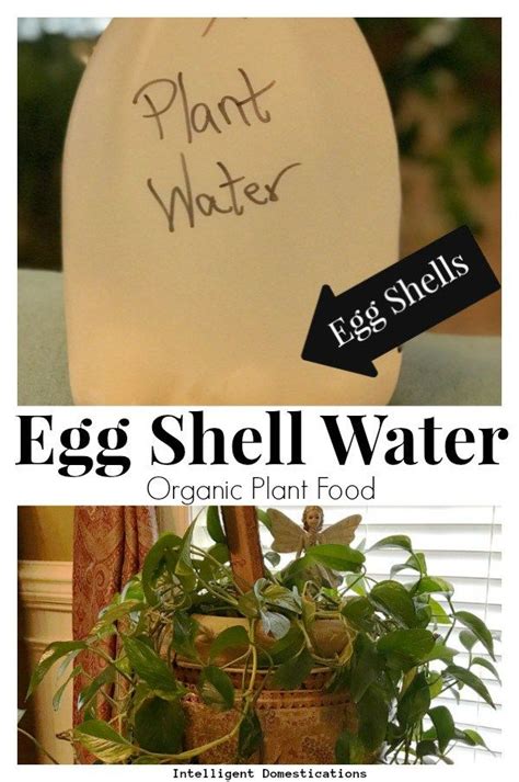 Whether you choose to take eggshell powder for yourself, or your dogs, please consult your doctor or their veterinarian for advice on of this is a good i like to invert the contents of the blender onto wax paper and use a spatula around the blender to make sure all the powder comes out, transfer to an. How to Make Eggshell Water For Houseplants | Organic plant ...