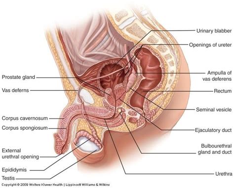 Overview of the male anatomy : Pin on Nursing