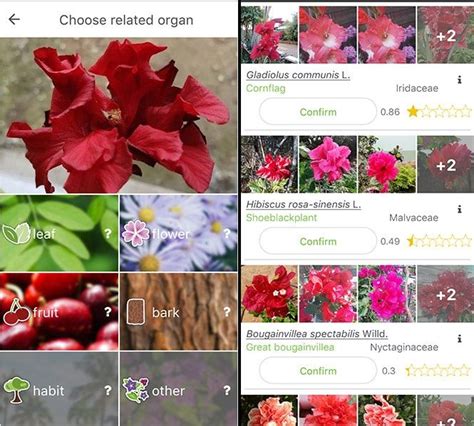 You can use the wizard to identify flowers flowerpedia to identify flowers based on their physical characteristics. 9 Best Free Plant Identification Apps For Android & iOS ...