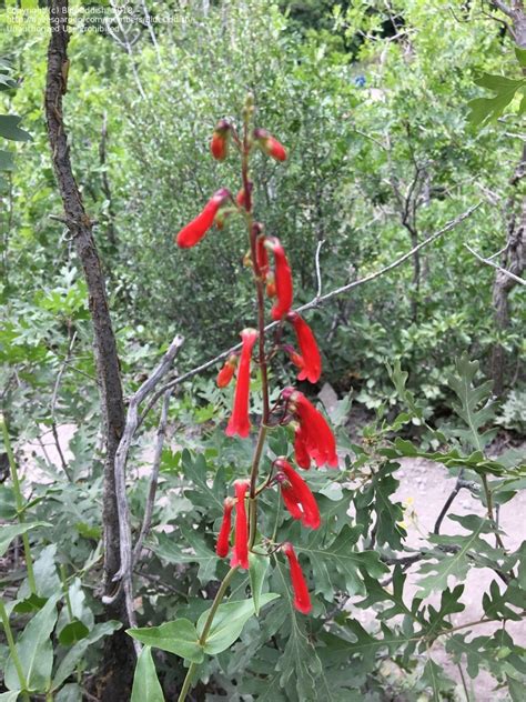 Firecracker penstemon, this penstemon sets seed readily, although volunteers are not so common unless soil and weather conditions are just. PlantFiles Pictures: Penstemon Species, Beard Tongue ...