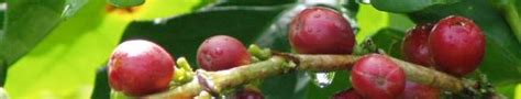 Coffee used to be a big cash crop in puerto rico, given puerto rico's perfect coffee growing landscape and climate. PUERTO RICO - LA RUTA DEL CAFÉ - COFFEE PLANTATION TOURS