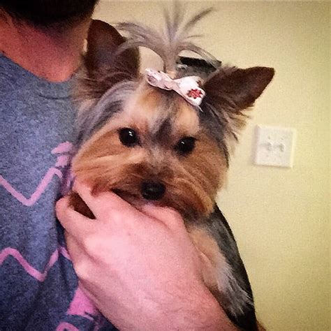 The biggest problems you this site might help you. Yorkie Kennel cut with a top knot - Yelp