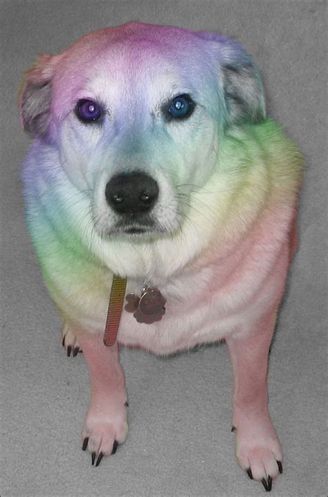 They will also go through several other developments after they are born. RAINBOW DOG - Has your love life gone to the dogs?... You can change things. - Amazing Singles ...