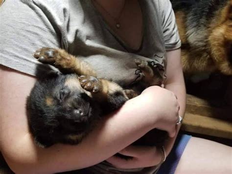 We are located in south alabama. Black and Red AKC German Shepherd puppies in Gadsden ...