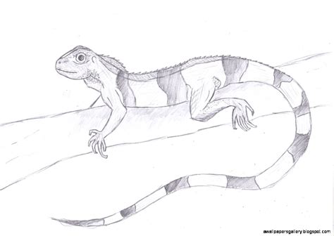 This is a drawing i did 3 years ago when i was 17. Reptile Pencil Drawing | Wallpapers Gallery