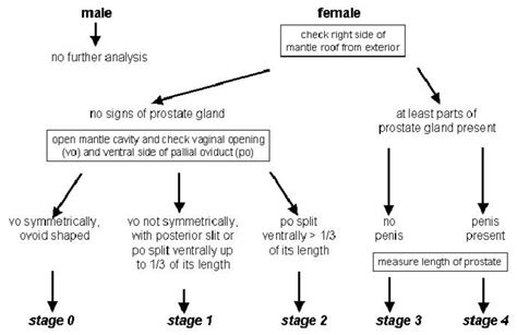 Intersex definition, noting or relating to a person, animal, or plant having male and female reproductive organs, or in which sometimes offensive. Decision tree for identification of intersex stages in Littorina... | Download Scientific Diagram