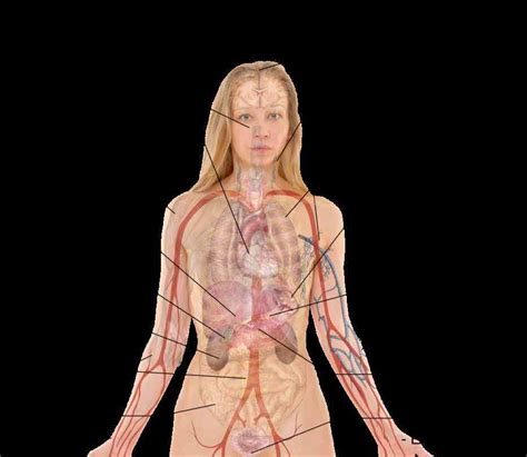 Corresponds to the level of the internal os of the uterus. Female Human Anatomy Organs Diagram | MedicineBTG.com