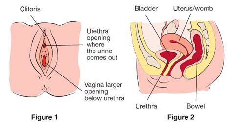 Insert the exposed catheter tip into the urethral meatus using your dominant 'clean hand'. Female Catheter Sex - Big Teenage Dicks