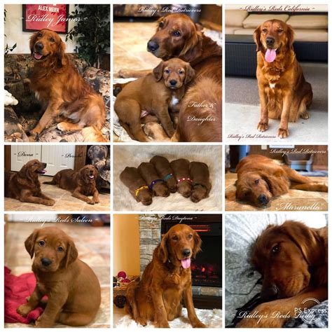 Golden retriever puppies (red and dark golden) description: Golden Retriever Puppies | Pennsylvania, Puppies for Sale ...