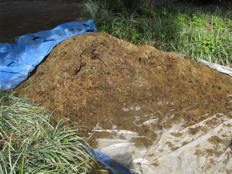 Backwoods home has instructions on how to make horse manure bricks to burn as fuel and claims it has a higher heating value than seasoned hardwood. Love Apple Farms: Manure Compost as Passive Greenhouse Heating