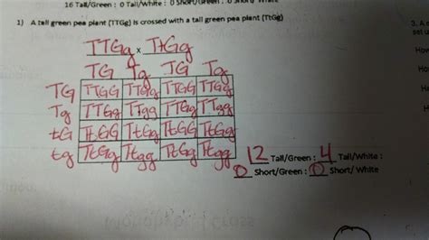 Student teaching work sample from monohybrid cross worksheet answers , source: Amoeba Sisters Video Recap Monohybrid Crosses Mendelian Inheritance Answers - Arocreative