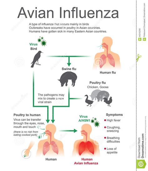 Avian flu viruses do not normally infect humans. Influenza Aviaria Uccello Del Virus, Vettore ...