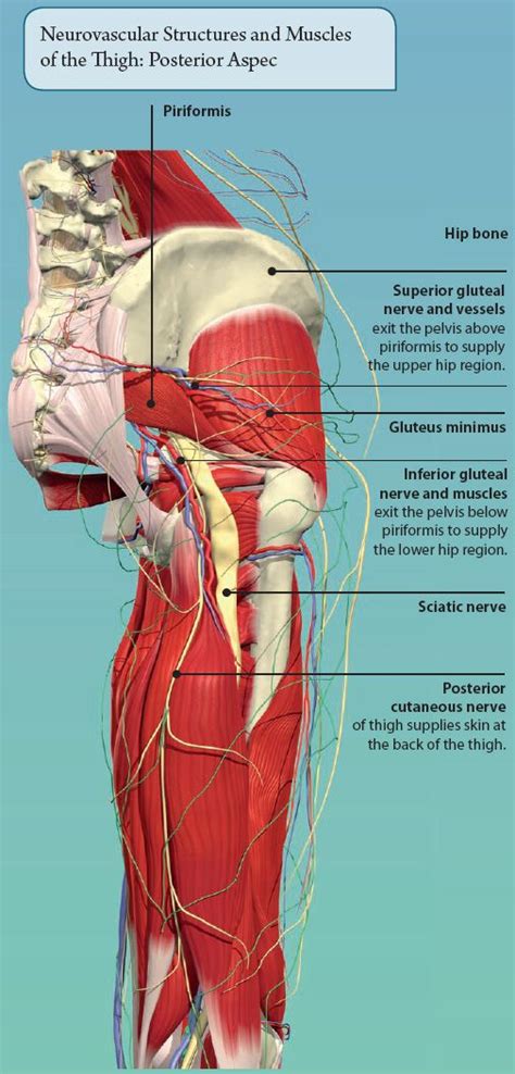 Basic body structure and organization. 8: THE LOWER LIMB | Basicmedical Key