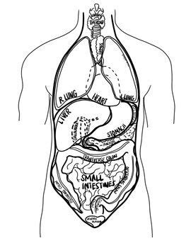 Find this pin and more on anatomy by emily beehler. Oversized Major Organs in Torso Diagrams W&W/O Labels ...