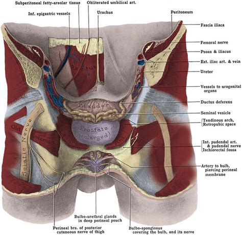 3 enumerate the muscles of true pelvis. Anatomy of the Lower Urinary Tract and Male Genitalia ...