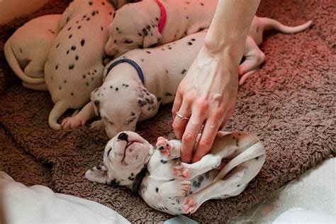 Basenji puppy for sale in texarkana, tx, usa texarkana basenji's greek litter 2020 beautiful , will be ready for a home in early february , raised with children and other pets Amedelyofpotpourri: Basenji Puppies For Sale Cincinnati