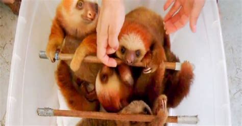 The baby sloths in the video below seem to be wary of baths too. Adorable Baby Sloths Love Taking Their Baths