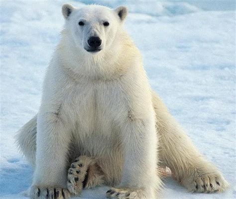 Il a ajouté une image d'ours polaire sur une image de plage. Que mange l'ours polaire ? Alimentation de l'ours polaire