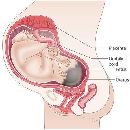 The placenta continues to grow along with the uterus throughout the second trimester. Does the umbilical cord connect the fetus to the placenta ...