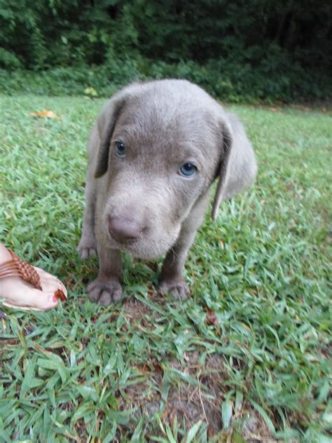 Silver labrador history and origin. Zane! Our sweet baby silver lab puppy, and his precious blue eyes!!