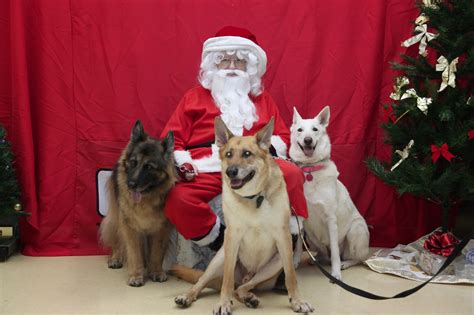 Our foster dogs are well taken care of while they are in rescue, receiving love, attention and neces. Virginia German Shepherd Rescue & Petco Pictures with ...