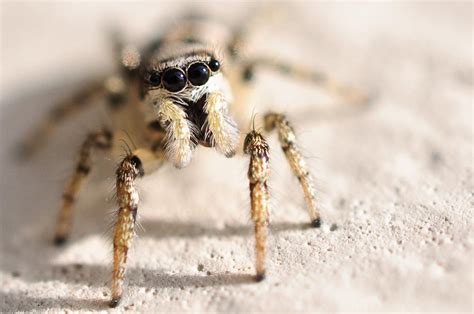 Aufgrund ihrer auffälligkeit und weit verbreiteten bekanntheit wurde die zebraspringspinne von der arachnologischen gesellschaft (arages) zur spinne des jahres 2005 gewählt. Springspinne Foto & Bild | tiere, wildlife, spinnen Bilder ...