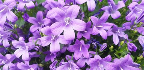 We did not find results for: Campanula, Dianthus, Phlox, Potentilla & Salvia - EN Coxhead