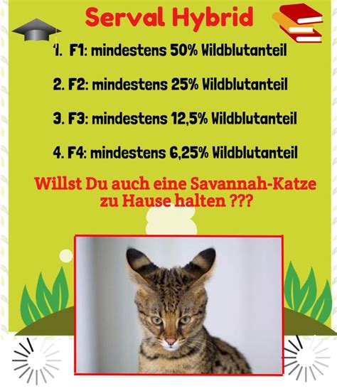 Ist das halten einer katze in der mietwohnung erlaubt? Darf man Savannah-Katzen in der Wohnung halten? [Neu (mit ...