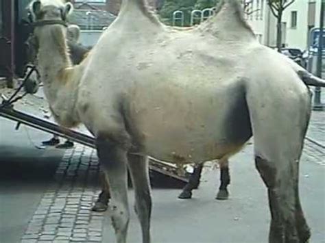 >>> video jetzt kostenlos online ansehen! Kamel Esel Pferd - YouTube