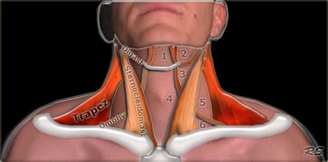 The muscles on the left side are the superficial muscles (close. Pin on Shoulder Pain Research