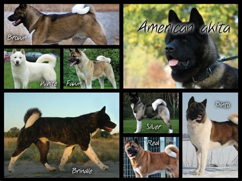 If you want to learn more japanese akita, american akita and the colors of these dogs, you can also. American akita colors. Figured this one would logically ...