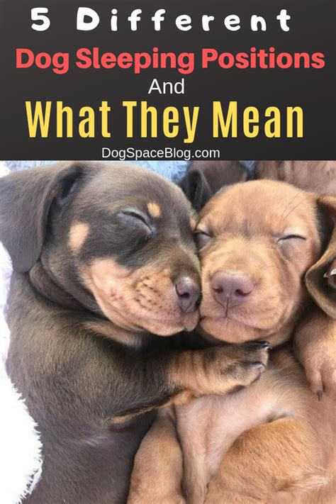 Check spelling or type a new query. 5 Different Dog Sleeping Positions And What They Mean ...